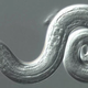 Angiostrongylus cantonensis larva. (Image: CDC)